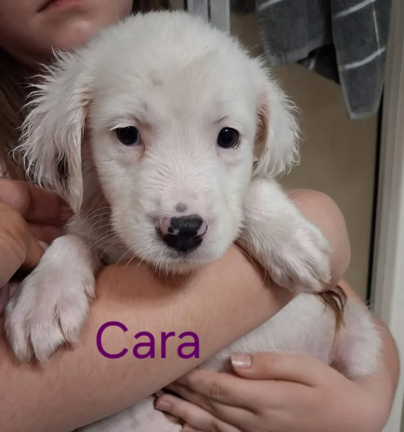 Cara thumbnail 5
