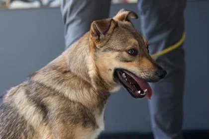 An adult medium-sized female Mixed Breed dog named Nikki for adoption in West Chester, PA