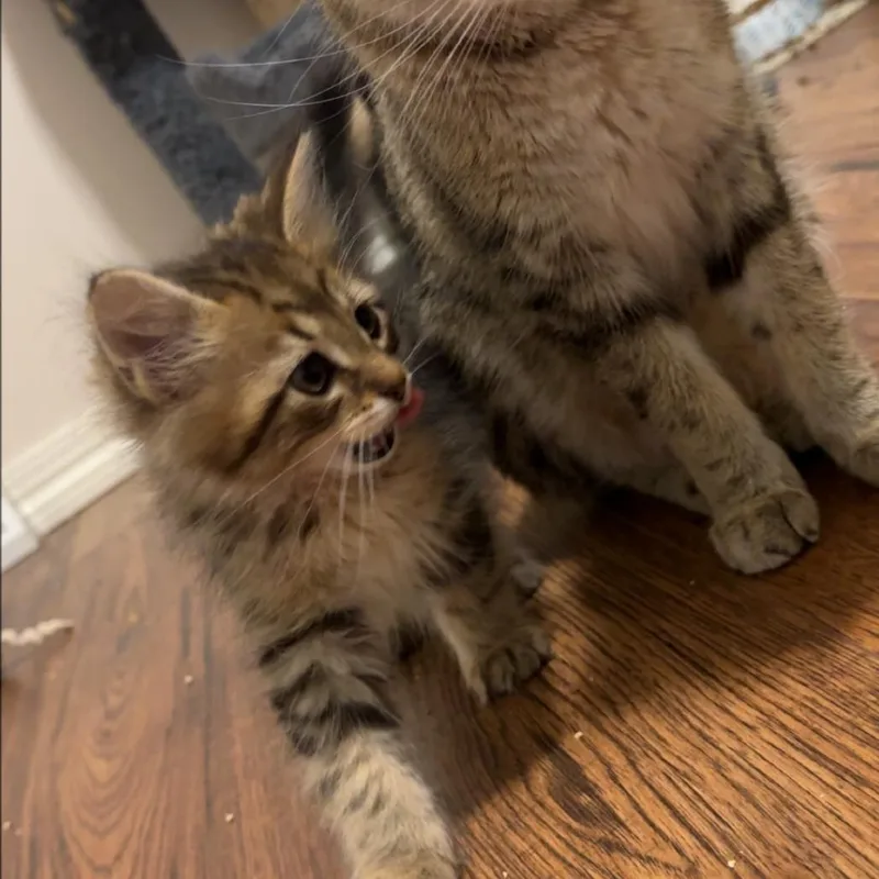 A baby small-sized male Brown / Chocolate Domestic Short Hair cat named Rose C for adoption in Princeton, MN