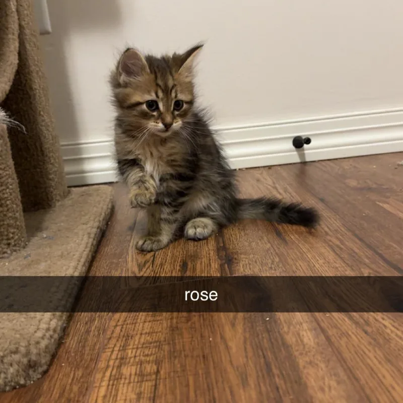 Rose C thumbnail 6