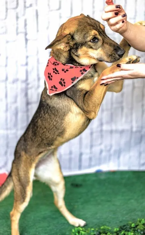 A young medium-sized female Bicolor German Shepherd Dog dog named Princess Lea for adoption in Allen, TX