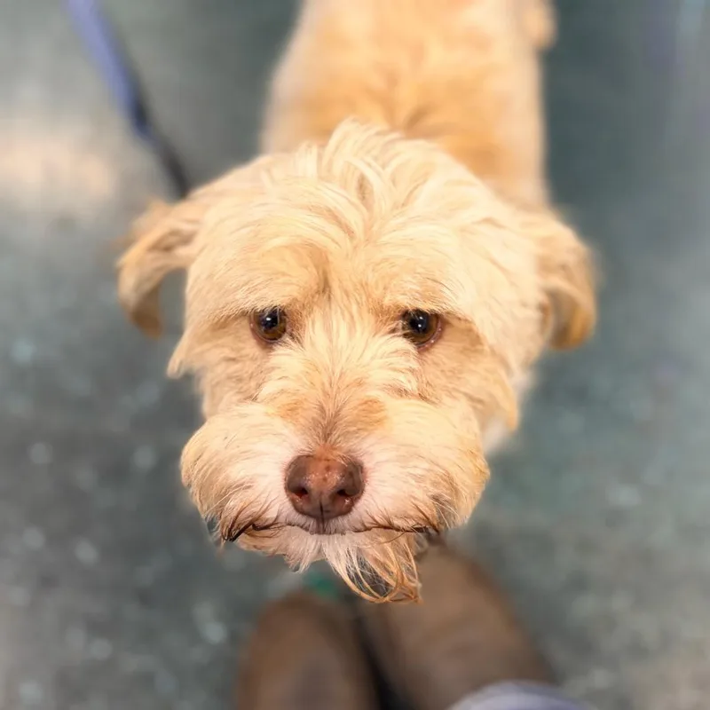An adult small-sized female White / Cream Maltese dog named Honey for adoption in Chico, CA