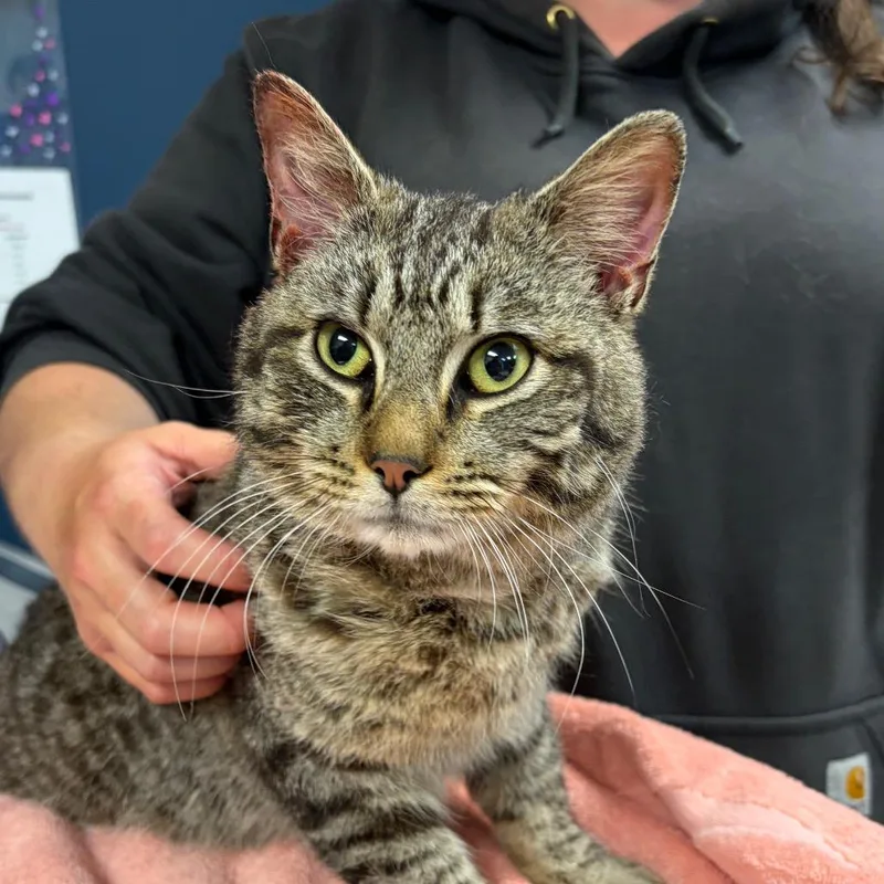 A young medium-sized male Brown / Chocolate Domestic Short Hair cat named Lil' Soup for adoption in Vineland, NJ