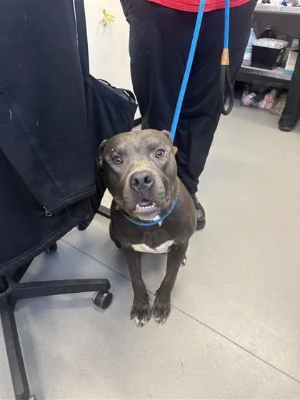 An adult large-sized male Mixed Breed dog named Golem for adoption in West Chester, PA