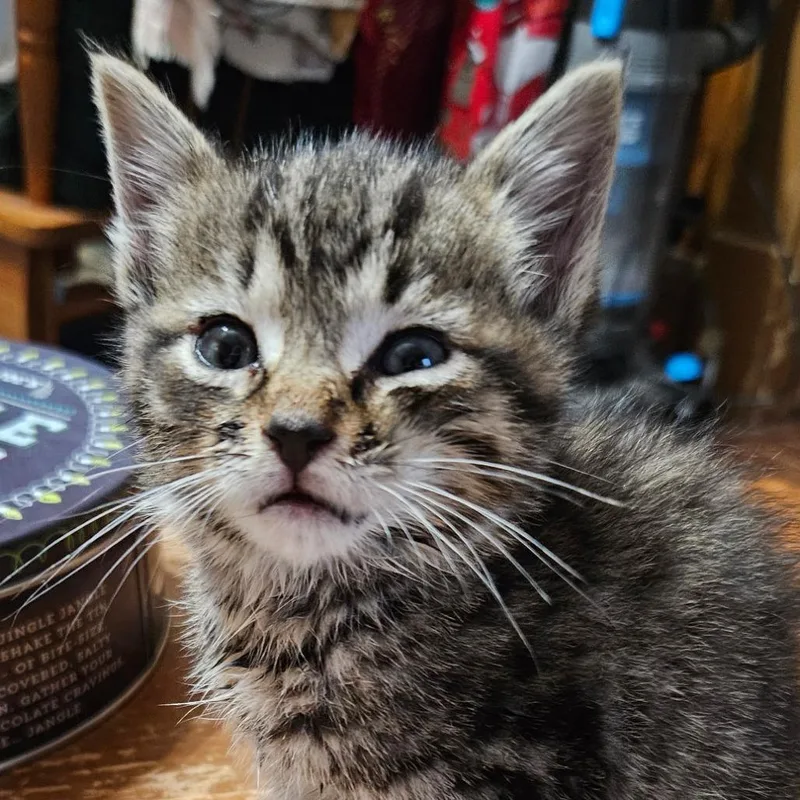 A baby small-sized female Brown / Chocolate Domestic Short Hair cat named Boysenberry for adoption in Marion, VA