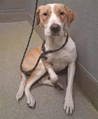 A young medium-sized female Pit Bull Terrier dog named Pattycake for adoption in Las Vegas, NV