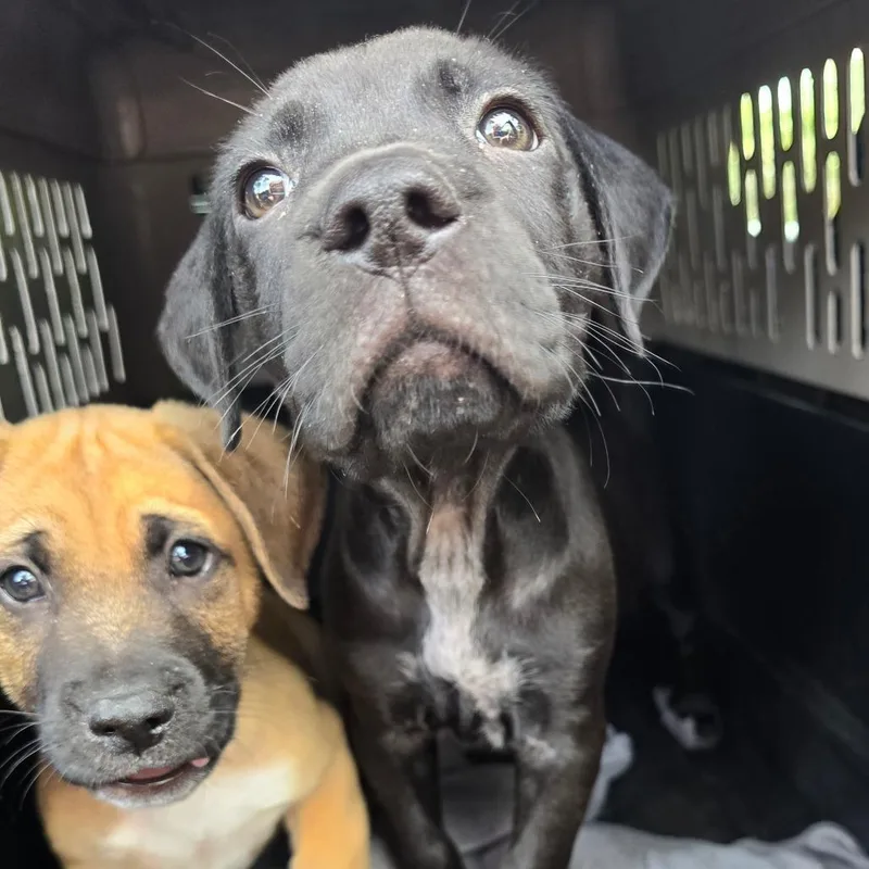 A baby medium-sized male Black Mixed Breed dog named Jake for adoption in Williston, FL