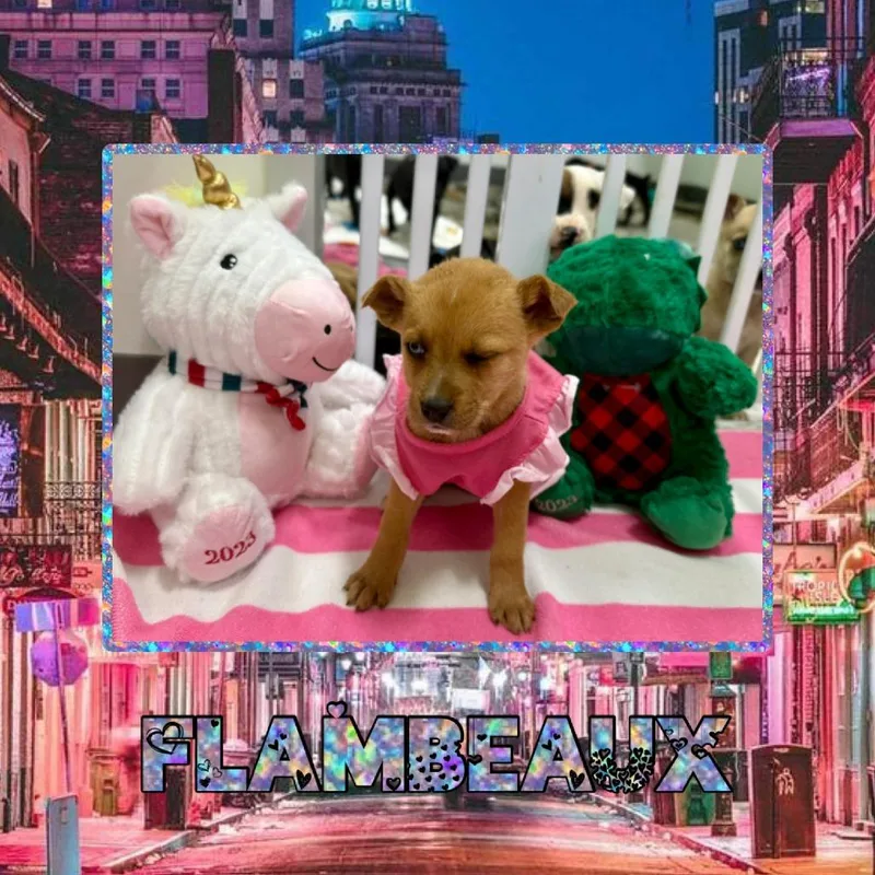 Flambeaux thumbnail 3