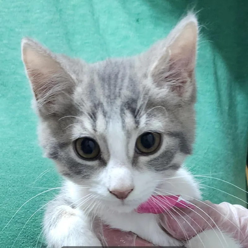 A baby small-sized female Black Domestic Short Hair cat named Temperance for adoption in Carmel, IN