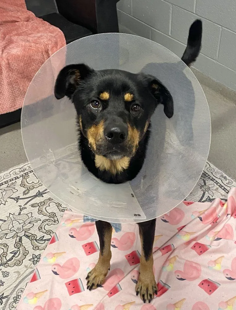 An adult large-sized female Black Mixed Breed dog named Nova for adoption in Alexandria, VA