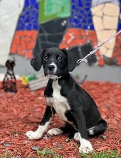 A young medium-sized female Boxer dog named Linen for adoption in Miami, FL
