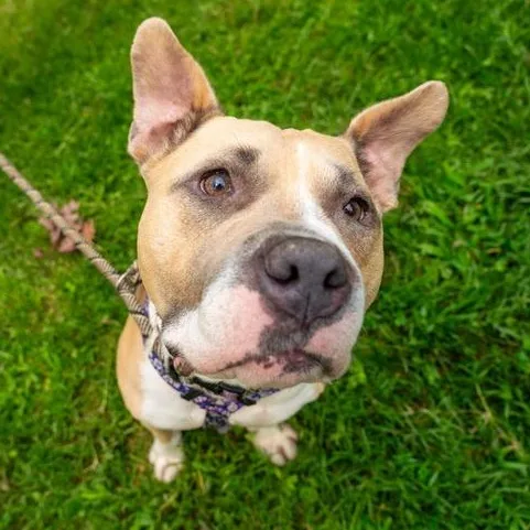 An adult medium-sized female Yellow / Tan / Blond / Fawn Pit Bull Terrier dog named Quest for adoption in Prince Frederick, MD
