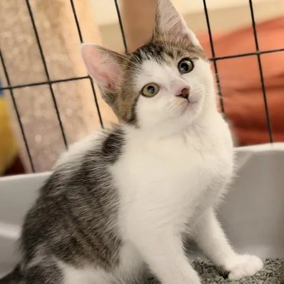 A baby medium-sized female Domestic Short Hair cat named Agnes for adoption in Allegan, MI