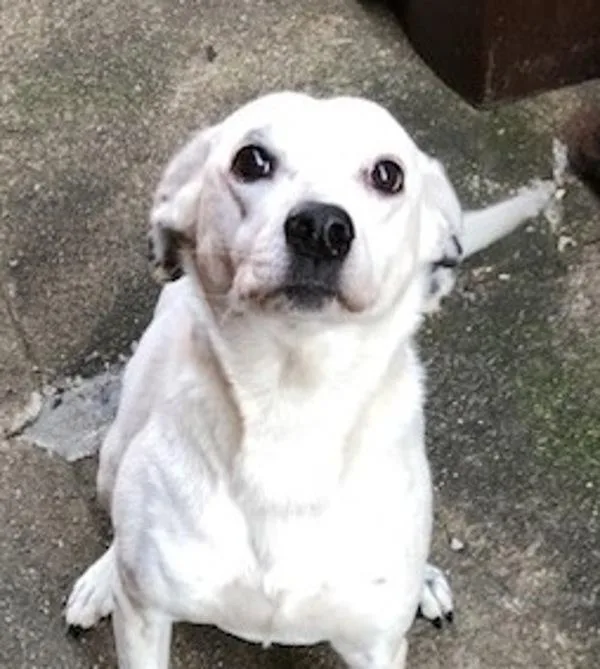 A senior medium-sized female Mixed Breed dog named Fiona for adoption in Ridgewood, NY
