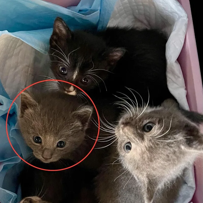 A baby small-sized female Gray / Blue / Silver Domestic Short Hair cat named Kimbap for adoption in Skokie, IL