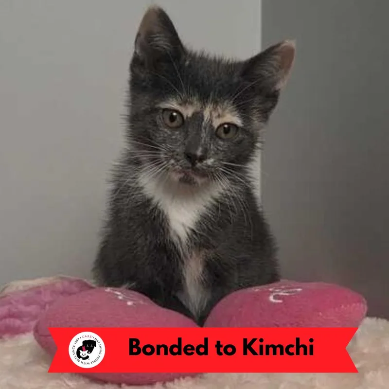 Kimbap thumbnail 6