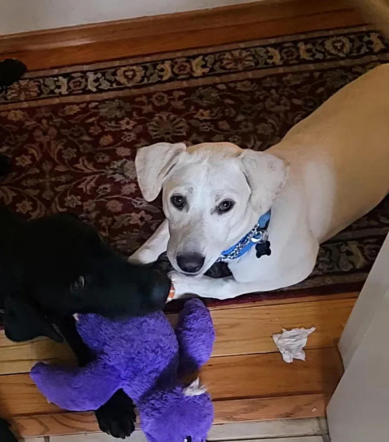 A young medium-sized female White / Cream Labrador Retriever dog named Shelby for adoption in Concord, CA