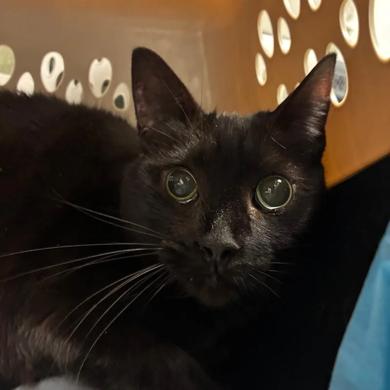 A senior medium-sized female Black Domestic Short Hair cat named Cinder for adoption in Harrisonburg, VA