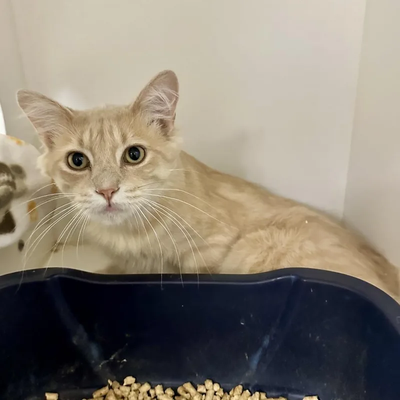 A young medium-sized male Domestic Medium Hair cat named Chicago C for adoption in Union, MO