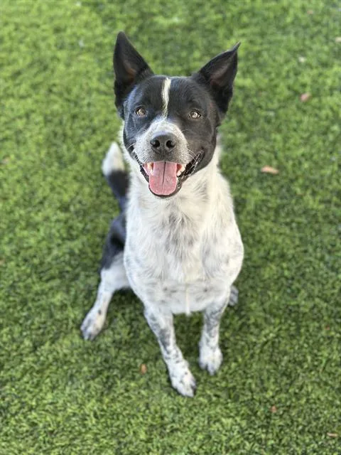 Oreo Biscuit