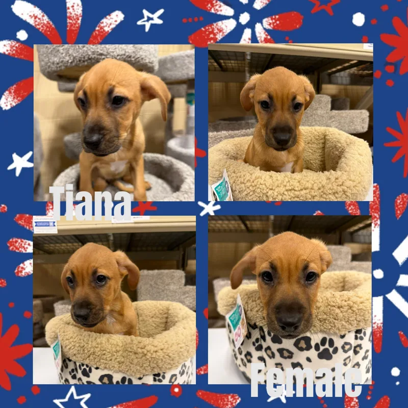 Tiana