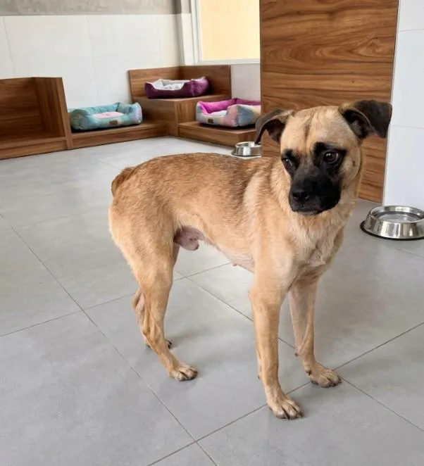 A young small-sized male Puggle dog named Bear for adoption in Chula Vista, CA
