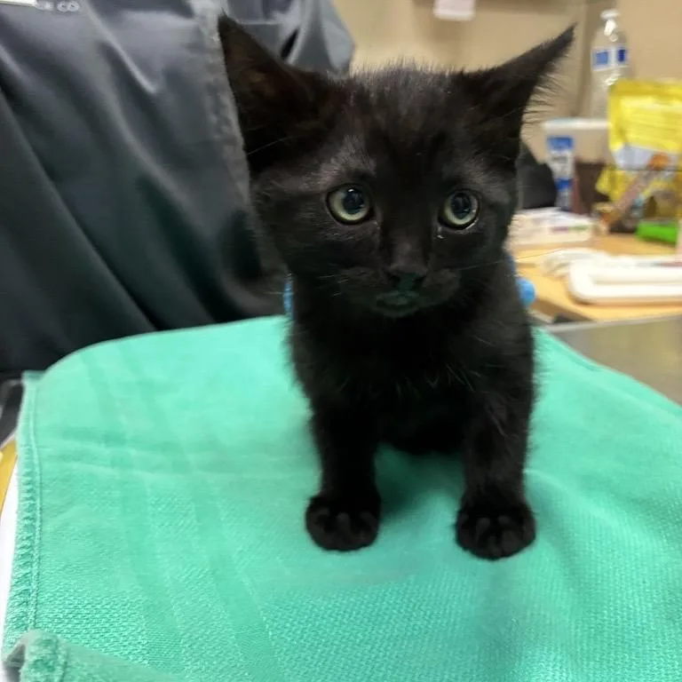 A baby small-sized female Black Domestic Short Hair cat named Coco for adoption in Tacoma, WA