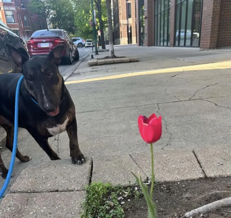 An adult large-sized female Bull Terrier dog named Wynter for adoption in New York, NY