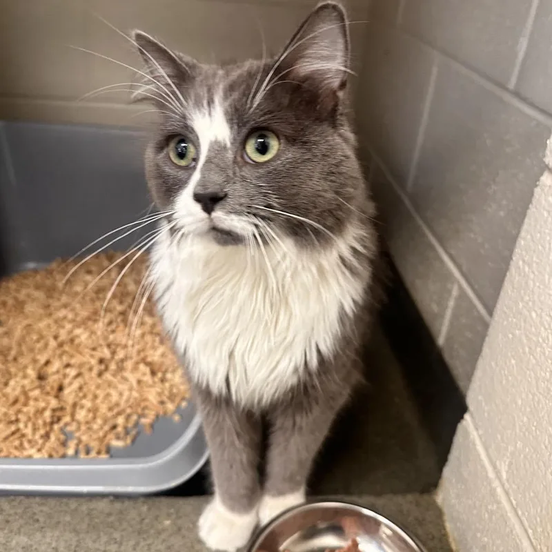A young medium-sized male Gray / Blue / Silver Domestic Long Hair cat named Pontiac for adoption in Rocky Mount, VA