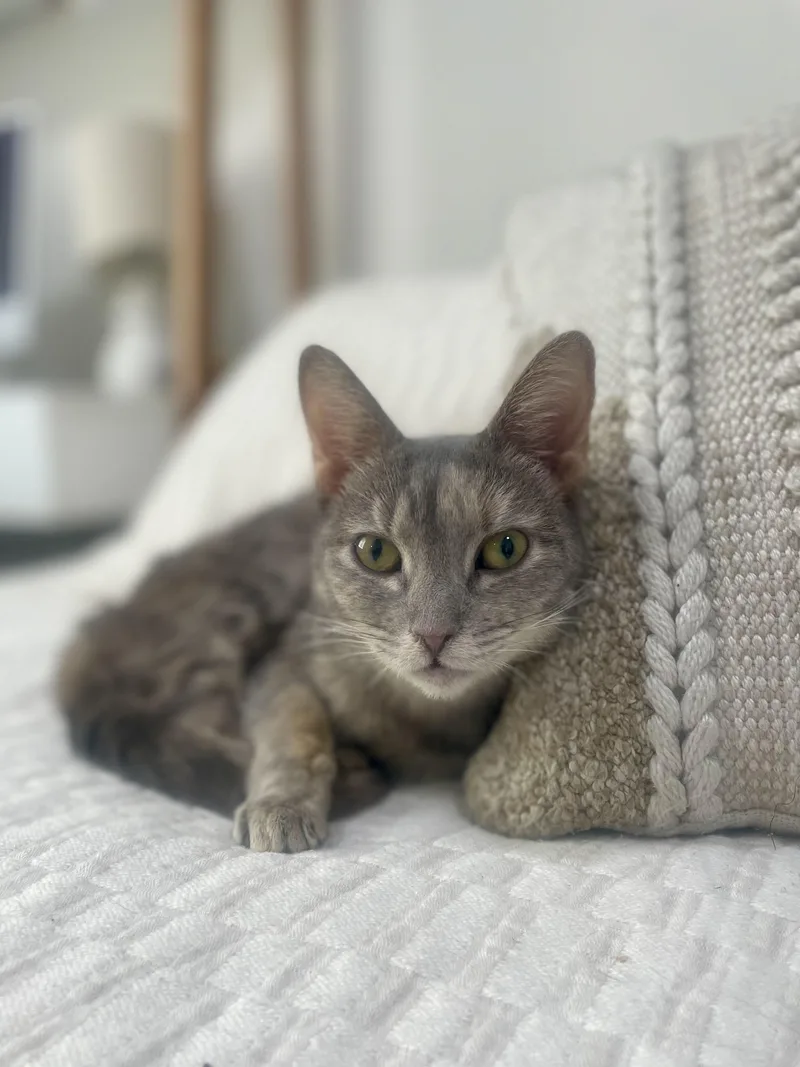 An adult medium-sized female Dilute Tortoiseshell Domestic Short Hair cat named Yosenis for adoption in New York, NY