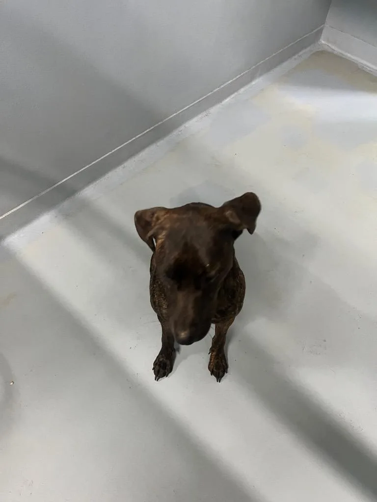 A young large-sized female Mixed Breed dog named Lola for adoption in Cartersville , GA