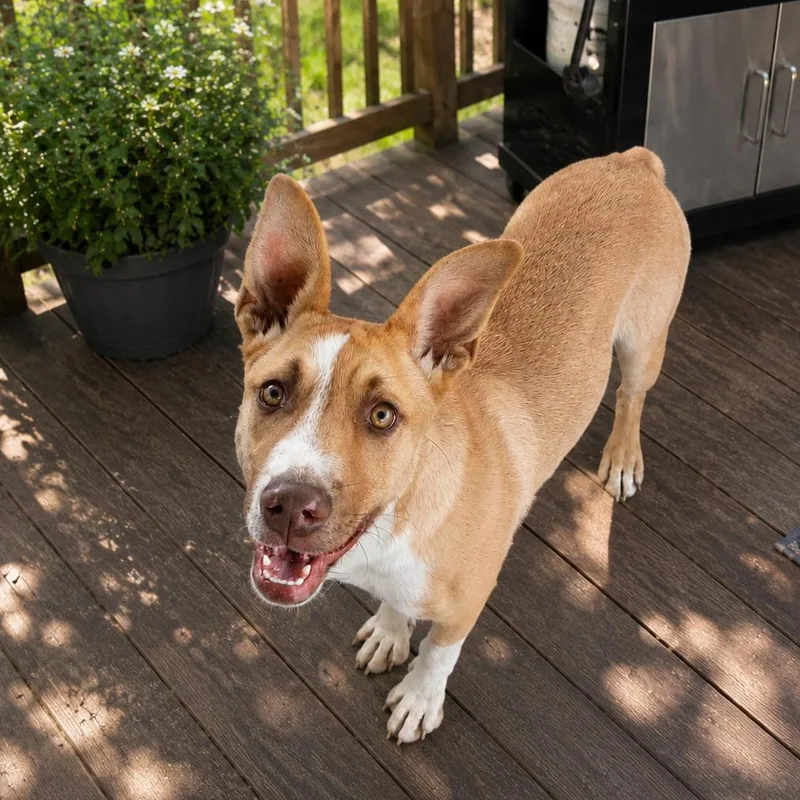 A young large-sized male Pit Bull Terrier dog named Flip for adoption in Susanville, CA