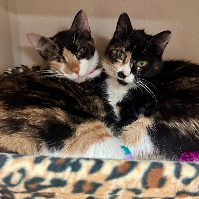 An adult large-sized female Calico Domestic Short Hair cat named Azalea for adoption in Lakeland, FL