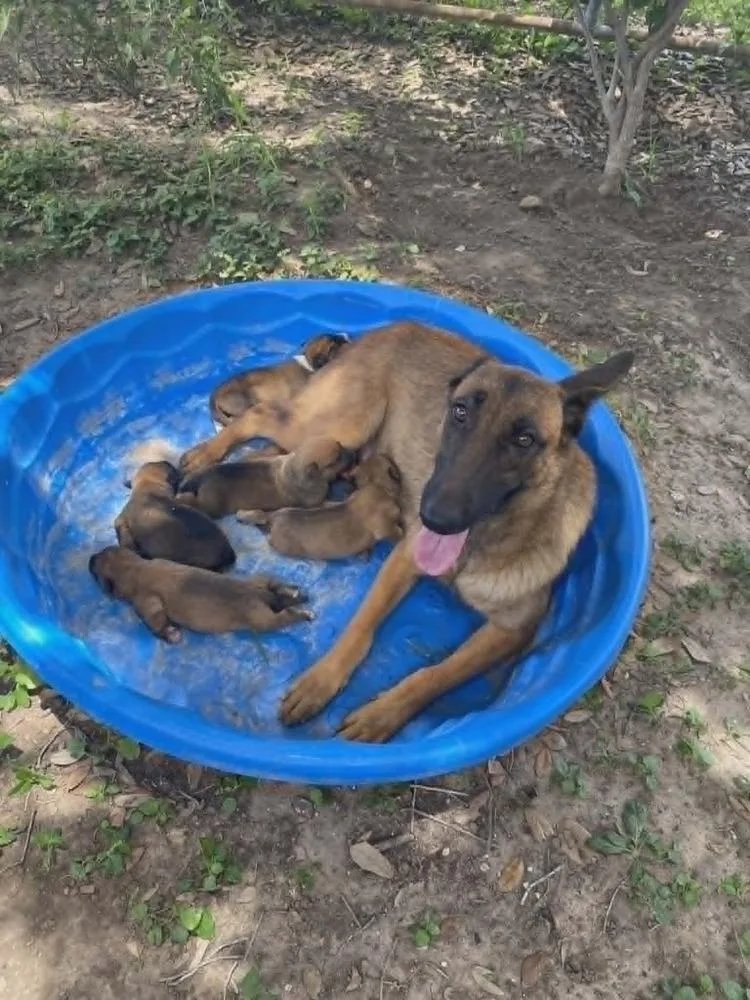A baby small-sized female Tricolor (Brown, Black, & White) Belgian Shepherd / Malinois dog named Flower Patch Litter Primrose for adoption in Imlay City, MI