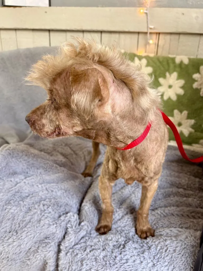 A senior small-sized male Yorkshire Terrier dog named Ouioui for adoption in Fort Worth, TX