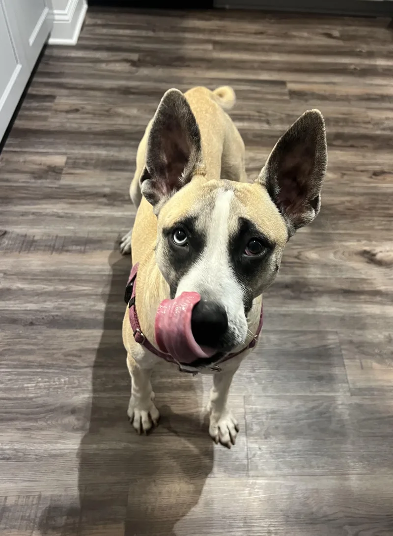 An adult large-sized female Shepherd dog named Daffodil for adoption in Randleman, NC