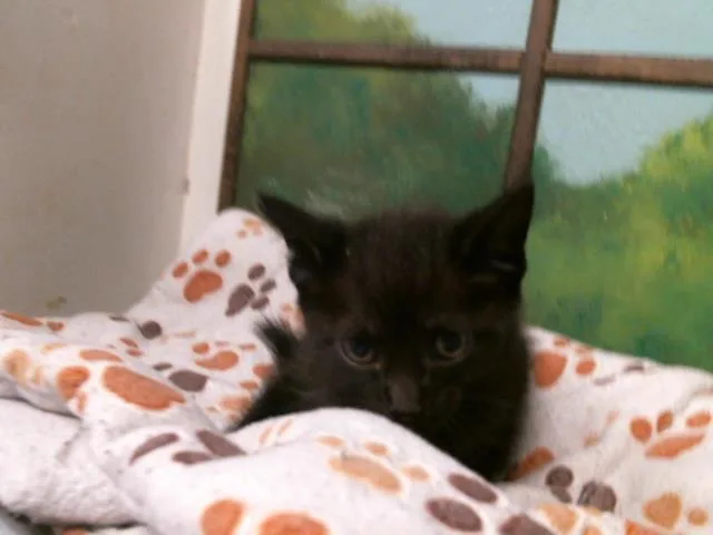 A baby small-sized female Domestic Short Hair cat named Angelica for adoption in Houston, TX