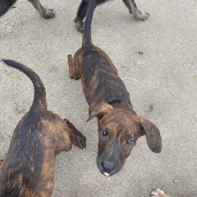 A baby medium-sized male Catahoula Leopard Dog dog named Bones for adoption in Escondido, CA