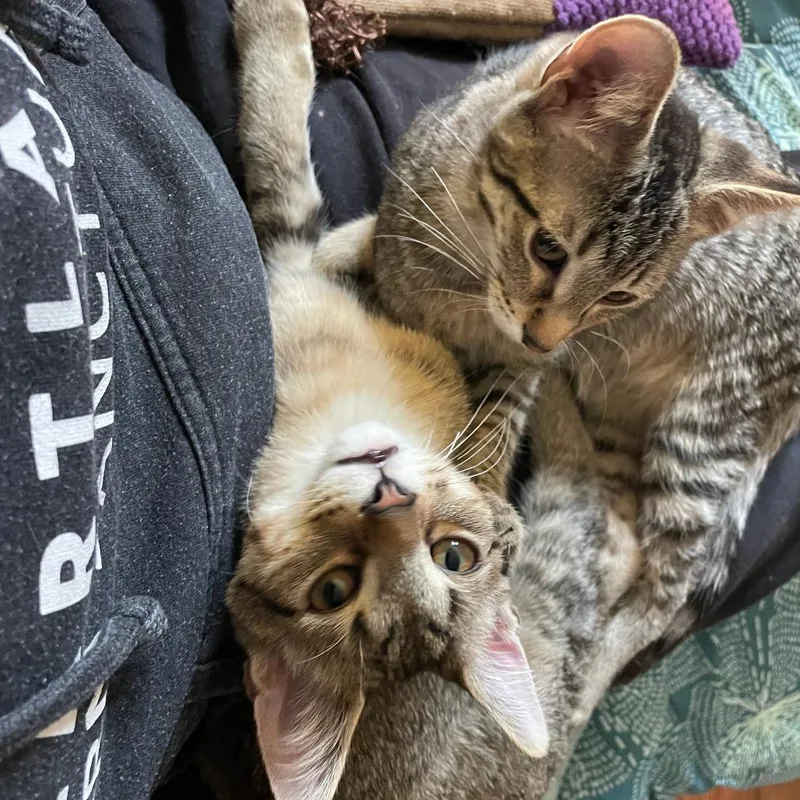 Dolly  Bonded To thumbnail 3