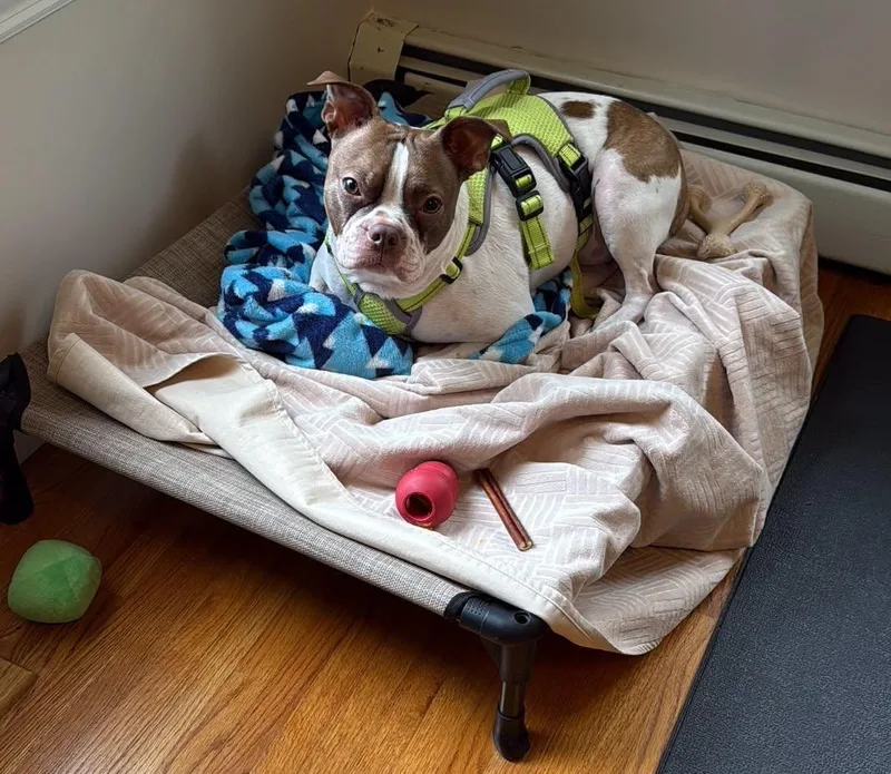 A young medium-sized male Boston Terrier dog named Simon for adoption in New York, NY