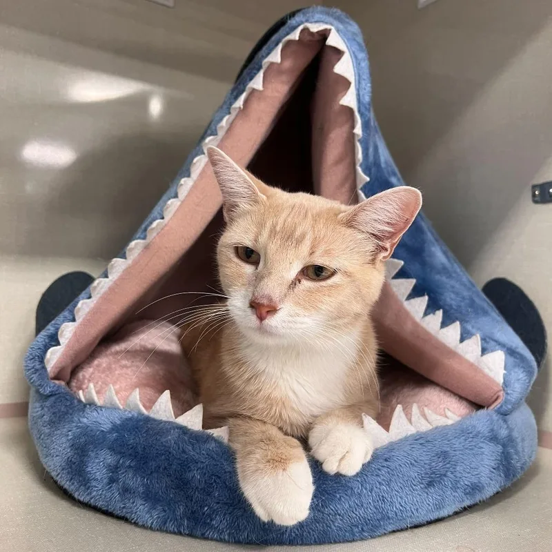 An adult medium-sized female Buff / Tan / Fawn Domestic Short Hair cat named Don't Feed Phil Day for adoption in St. Paul, MN