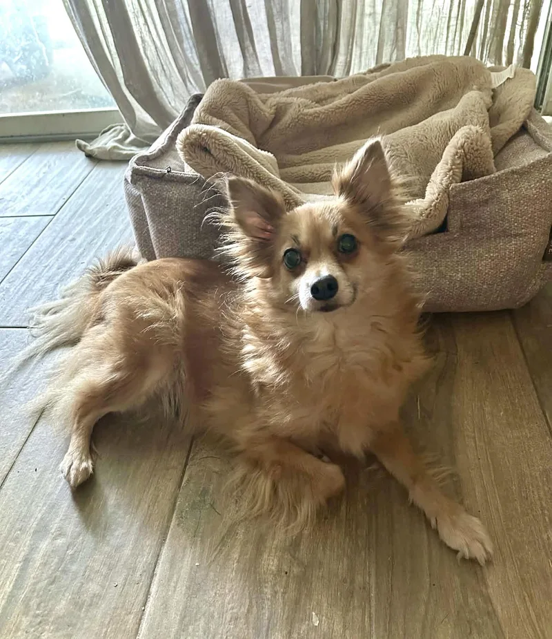 An adult small-sized female Pomeranian dog named Soohie for adoption in Milton, FL