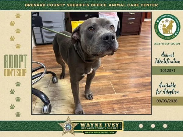 An adult large-sized male Mixed Breed dog named Theon for adoption in Melbourne, FL