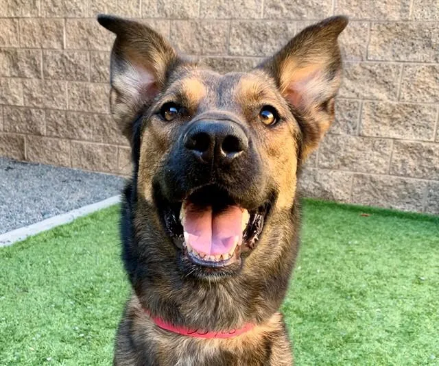 A young large-sized female Sable Shepherd dog named SAVE ME PLEASE Rhonda for adoption in San Marcos, CA
