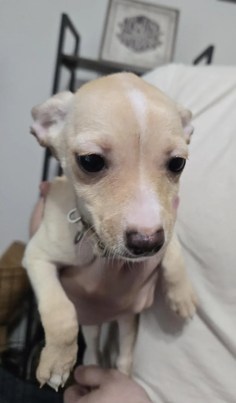 A baby small-sized female Chihuahua dog named Lucaya for adoption in Houston, TX