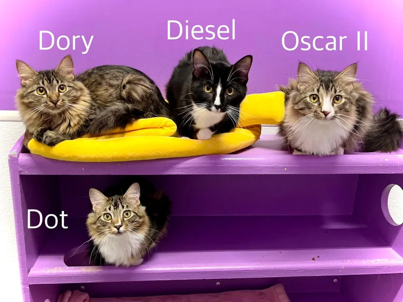 A young medium-sized male Domestic Long Hair cat named Oscar Ii for adoption in Estherville, IA