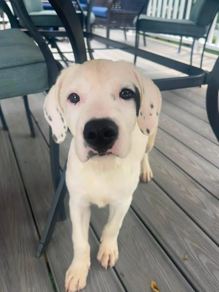 A baby medium-sized female White / Cream Spaniel dog named Mayo for adoption in Bethlehem, PA