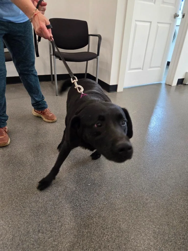 An adult large-sized female Labrador Retriever dog named Baylee for adoption in Lunenburg, VT