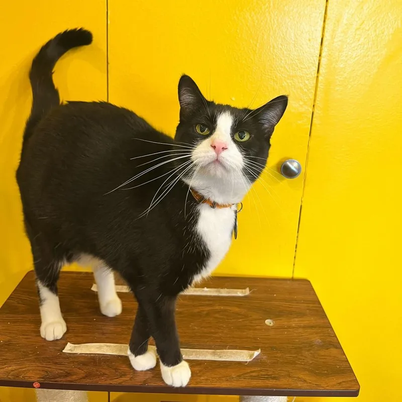 Caroline thumbnail 4