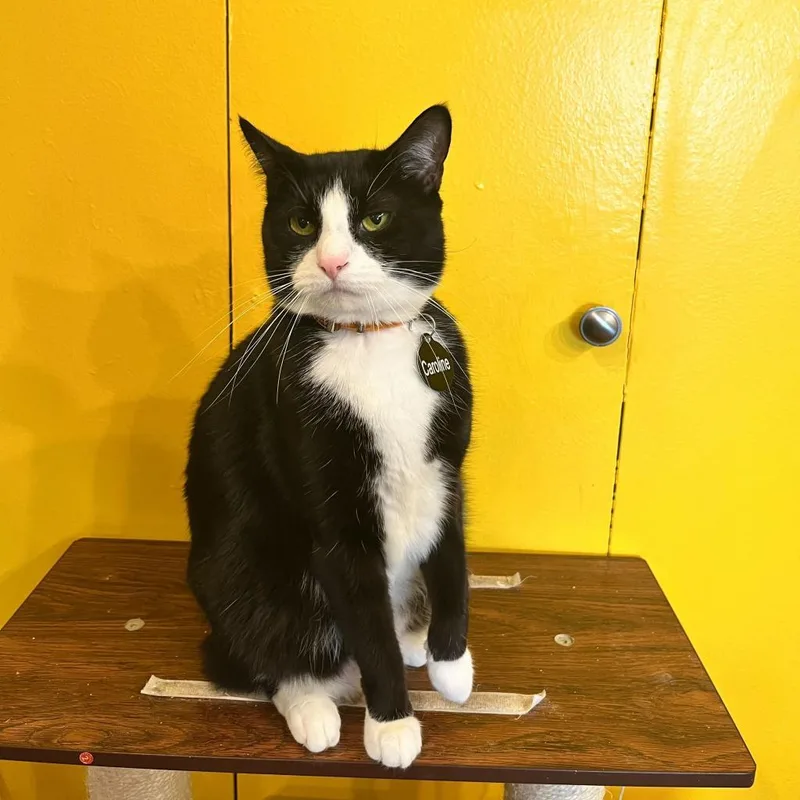 Caroline thumbnail 6